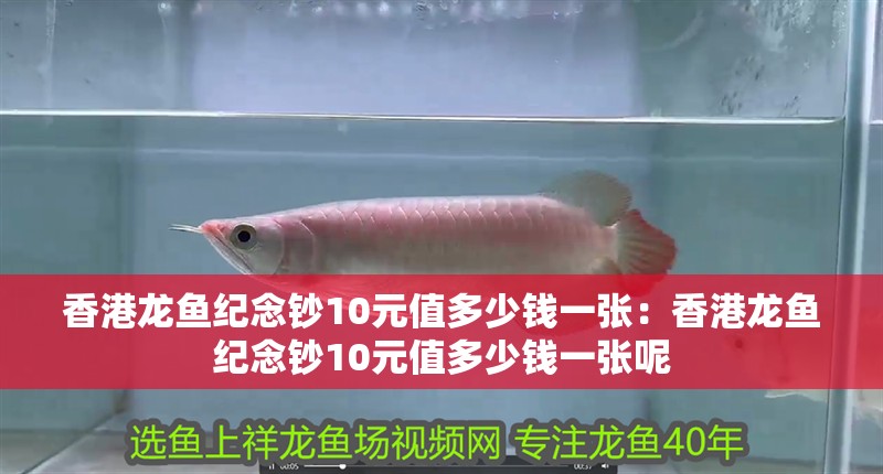 香港龍魚紀念鈔10元值多少錢一張：香港龍魚紀念鈔10元值多少錢一張呢