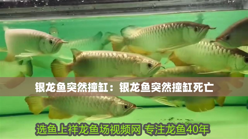 銀龍魚突然撞缸：銀龍魚突然撞缸死亡