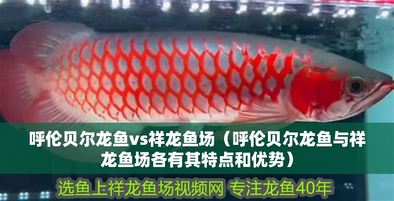 呼倫貝爾龍魚vs祥龍魚場（呼倫貝爾龍魚與祥龍魚場各有其特點和優勢）