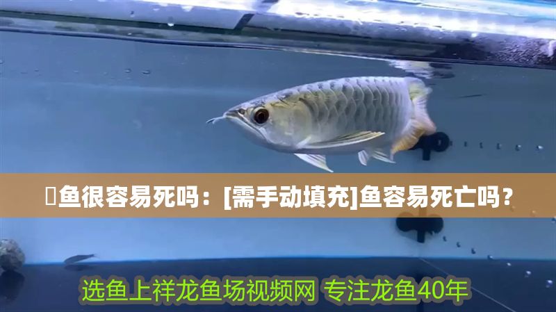 元寶鳳凰魚最簡單做法步驟詳解，元寶鳳凰魚的最簡單家常做法步驟詳解
