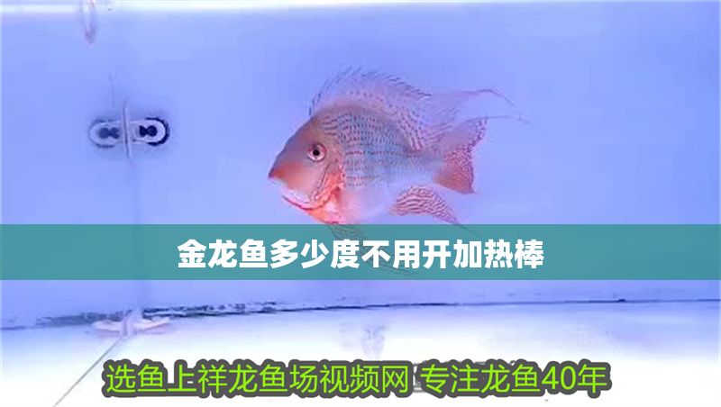 金龍魚多少度不用開加熱棒