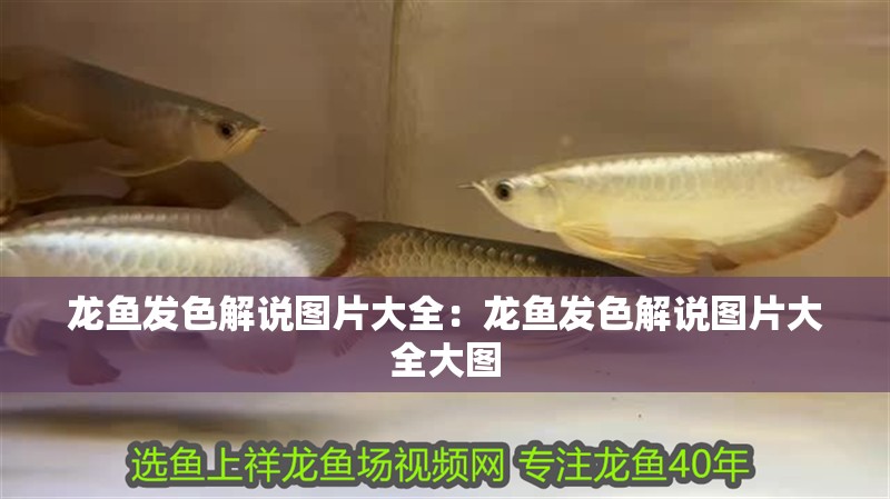龍魚發(fā)色解說圖片大全：龍魚發(fā)色解說圖片大全大圖