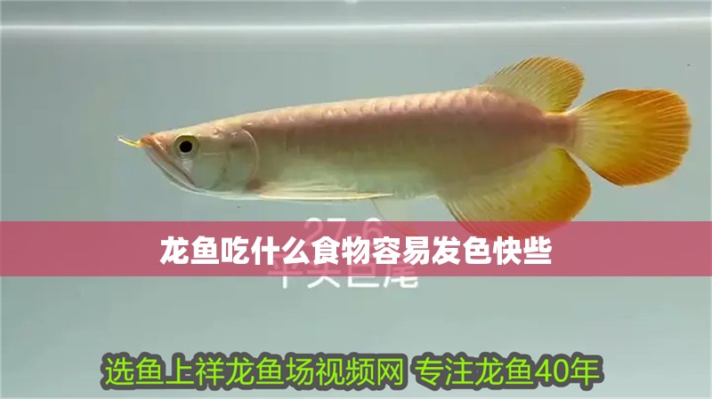 龍魚吃什么食物容易發色快些