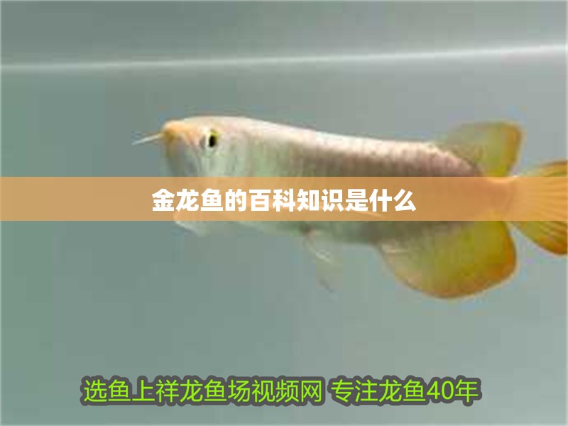 金龍魚的百科知識是什么