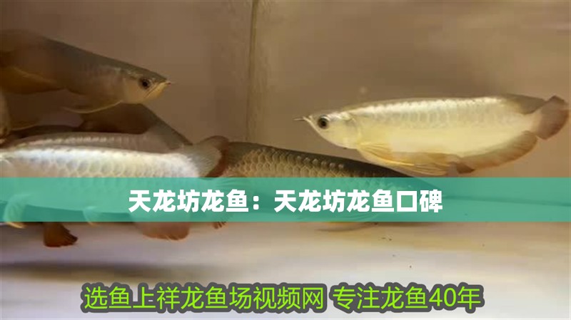 天龍坊龍魚：天龍坊龍魚口碑