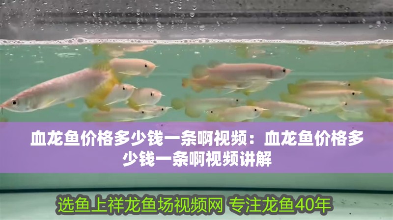 血龍魚價格多少錢一條啊視頻：血龍魚價格多少錢一條啊視頻講解