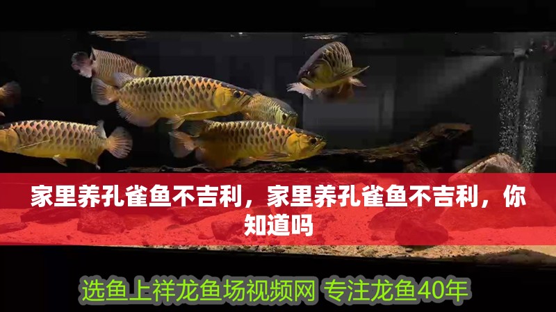 家里養(yǎng)孔雀魚不吉利，家里養(yǎng)孔雀魚不吉利，你知道嗎