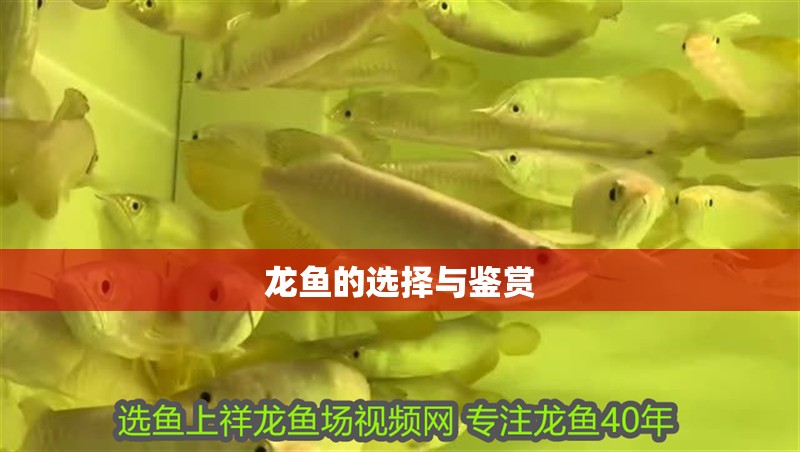 龍魚的選擇與鑒賞
