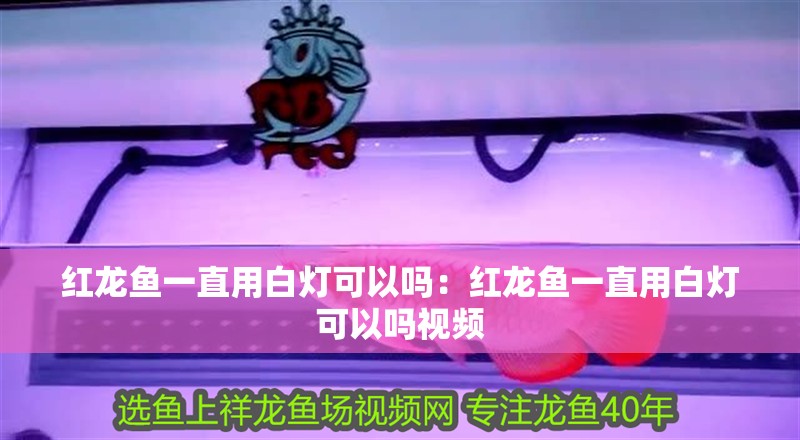 紅龍魚一直用白燈可以嗎：紅龍魚一直用白燈可以嗎視頻