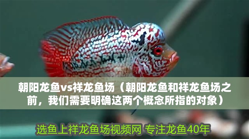 朝陽龍魚vs祥龍魚場（朝陽龍魚和祥龍魚場之前，我們需要明確這兩個概念所指的對象）
