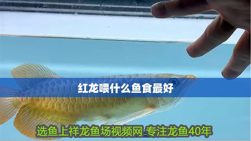 紅龍喂什么魚食最好