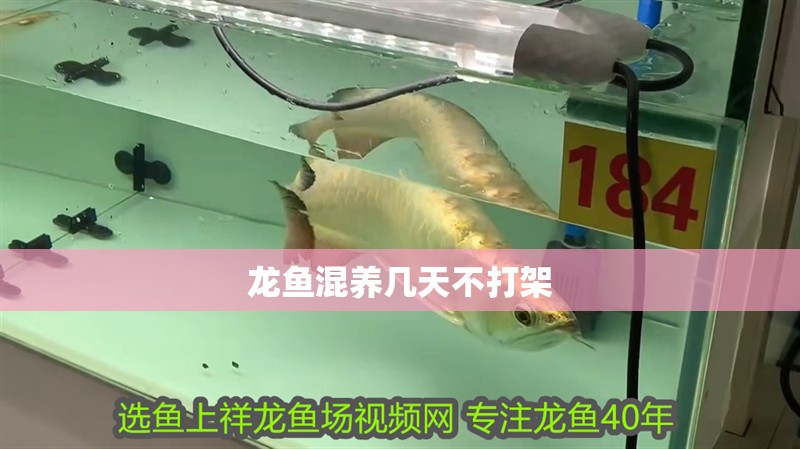 龍魚混養幾天不打架