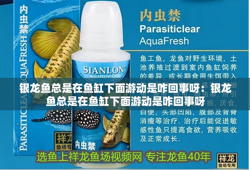 銀龍魚總是在魚缸下面游動是咋回事呀：銀龍魚總是在魚缸下面游動是咋回事呀