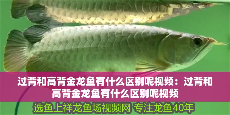 過背和高背金龍魚有什么區別呢視頻：過背和高背金龍魚有什么區別呢視頻