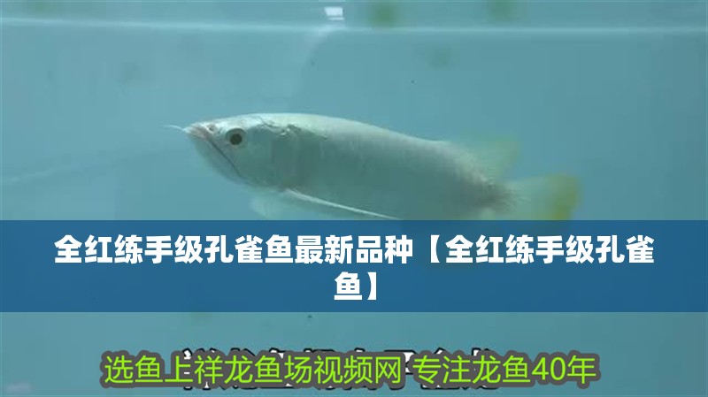 全紅練手級孔雀魚最新品種【全紅練手級孔雀魚】
