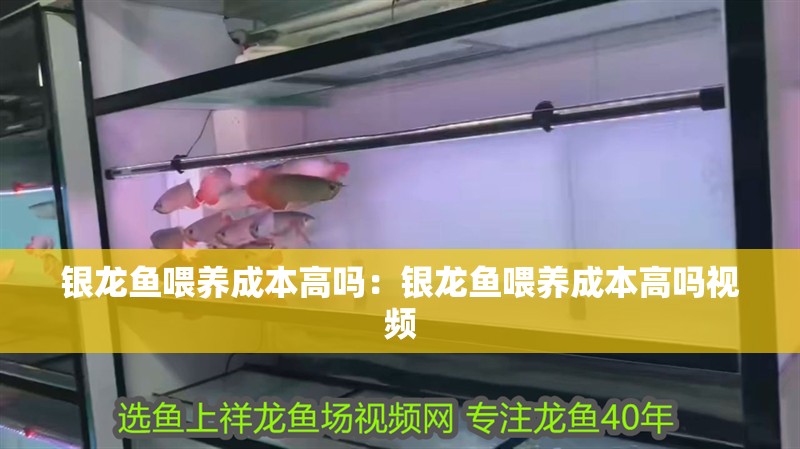 銀龍魚喂養成本高嗎：銀龍魚喂養成本高嗎視頻 銀龍魚喂養成本高嗎：銀龍魚喂養成本高嗎視頻 水族問答