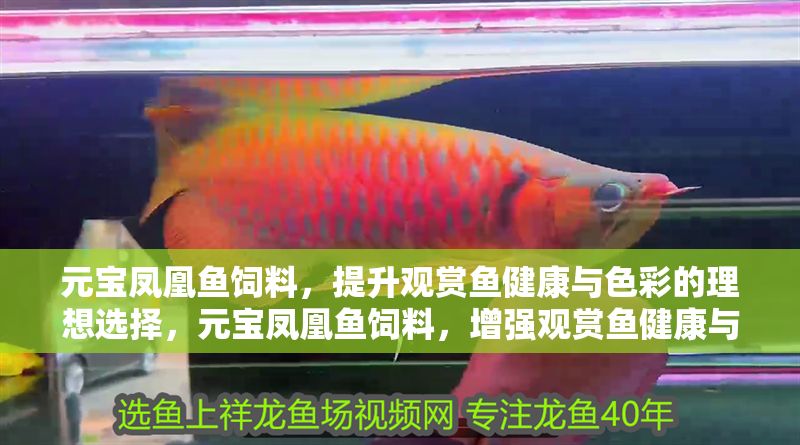 元寶鳳凰魚飼料，提升觀賞魚健康與色彩的理想選擇，元寶鳳凰魚飼料，增強觀賞魚健康與色彩的完美之選