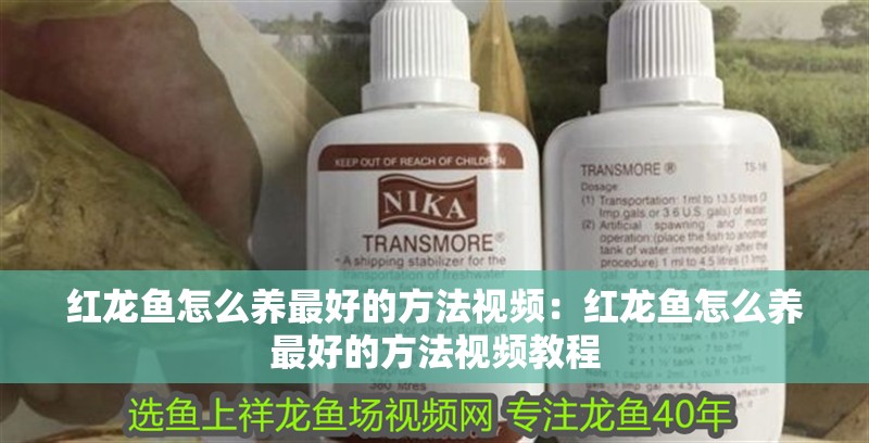 紅龍魚怎么養最好的方法視頻：紅龍魚怎么養最好的方法視頻教程