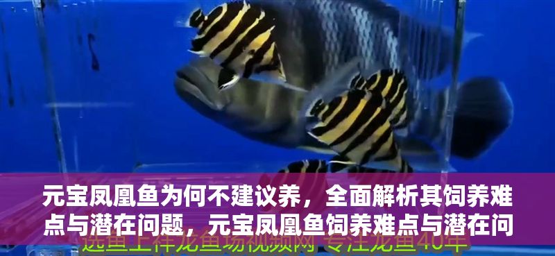 元寶鳳凰魚為何不建議養(yǎng)，全面解析其飼養(yǎng)難點(diǎn)與潛在問(wèn)題，元寶鳳凰魚飼養(yǎng)難點(diǎn)與潛在問(wèn)題全面解析