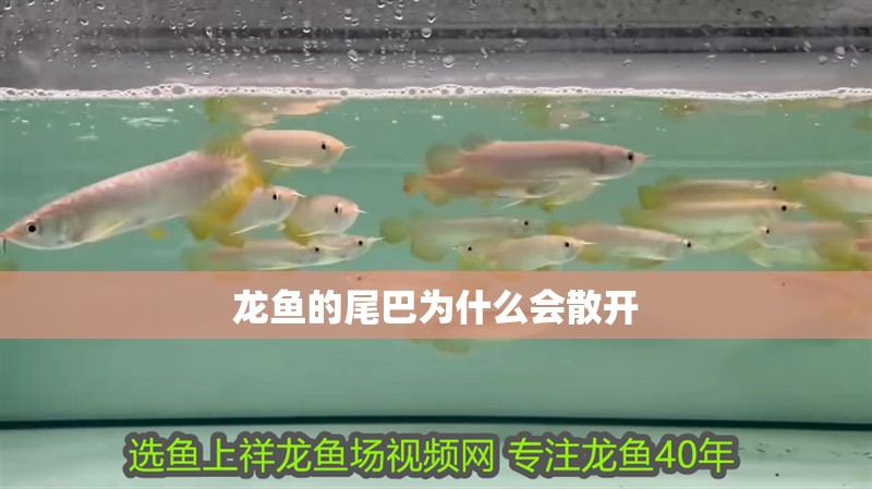 龍魚的尾巴為什么會散開