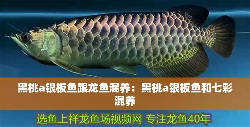 黑桃a銀板魚跟龍魚混養(yǎng)：黑桃a銀板魚和七彩混養(yǎng)