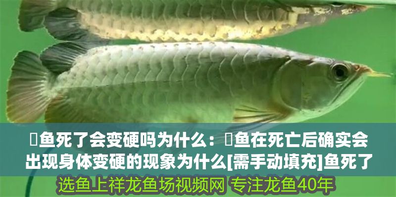 魟魚死了會變硬嗎為什么：魟魚在死亡后確實會出現身體變硬的現象為什么[需手動填充]魚死了會變硬嗎