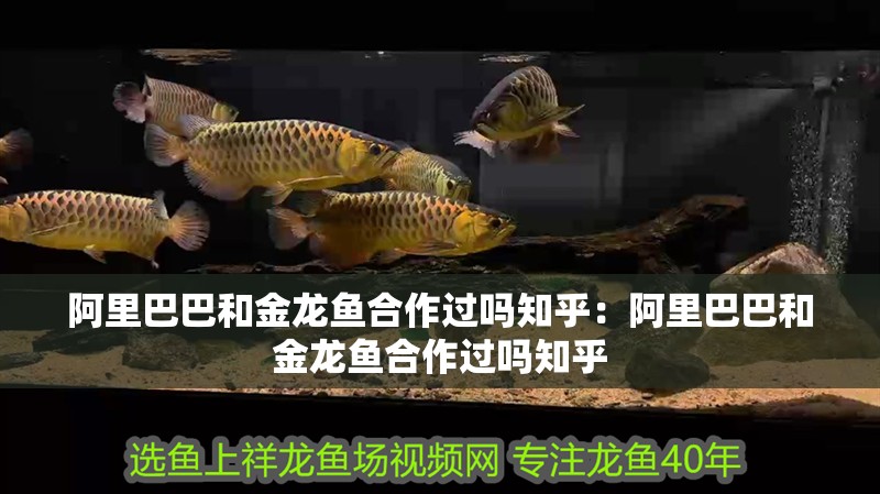 阿里巴巴和金龍魚合作過嗎知乎：阿里巴巴和金龍魚合作過嗎知乎