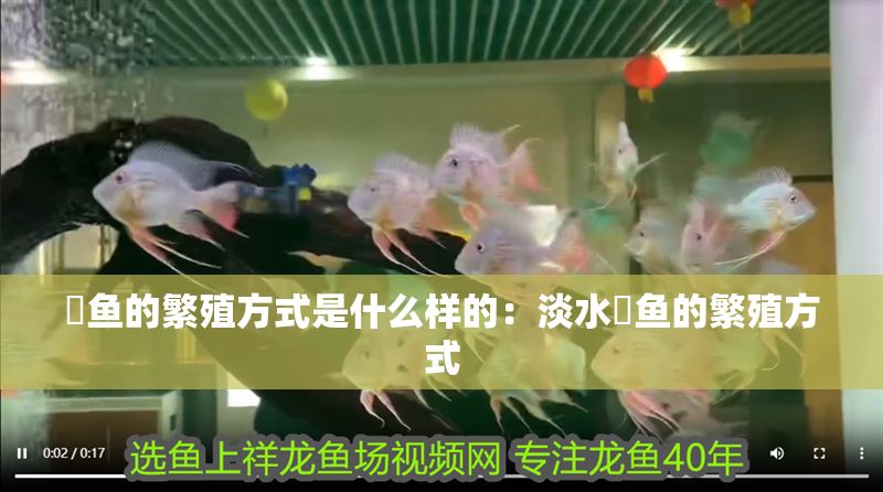 魟魚生寶寶是公的母的：魟魚生寶寶是公的母的母的，魟魚生寶寶是公的母的