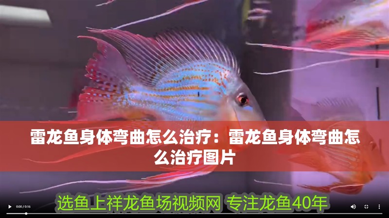 雷龍魚身體彎曲怎么治療：雷龍魚身體彎曲怎么治療圖片