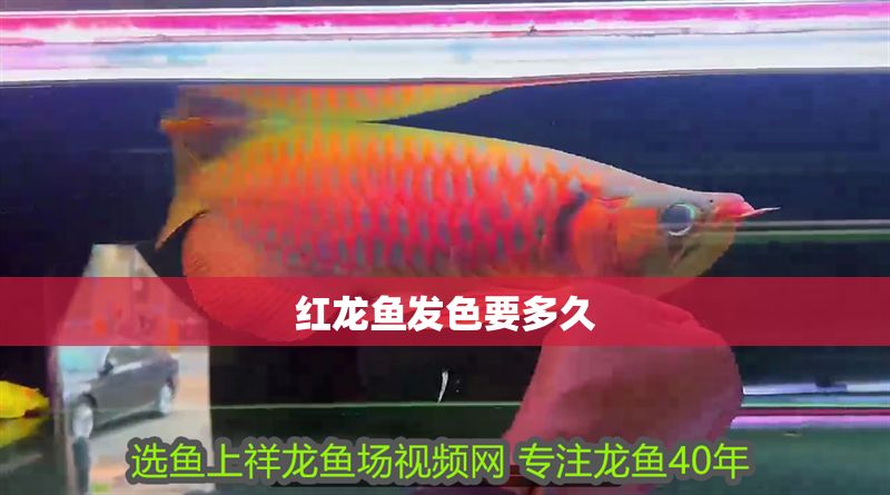 紅龍魚發(fā)色要多久