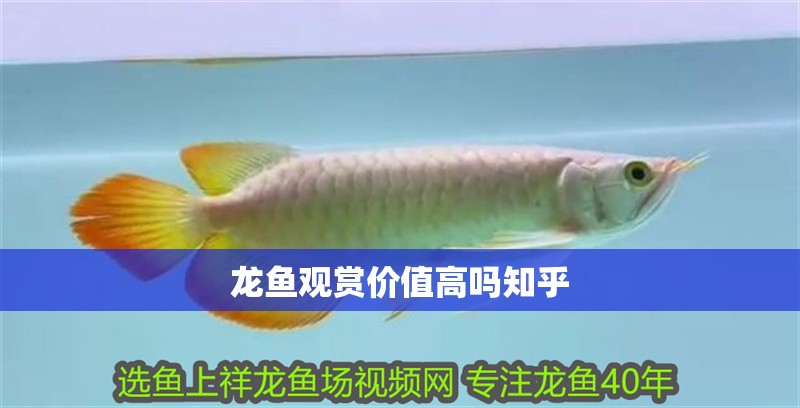 龍魚觀賞價值高嗎知乎