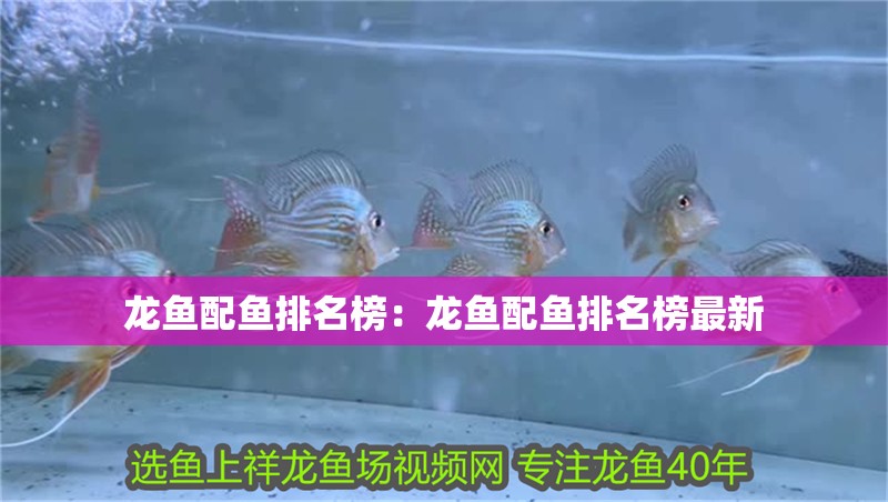 龍魚配魚排名榜：龍魚配魚排名榜最新