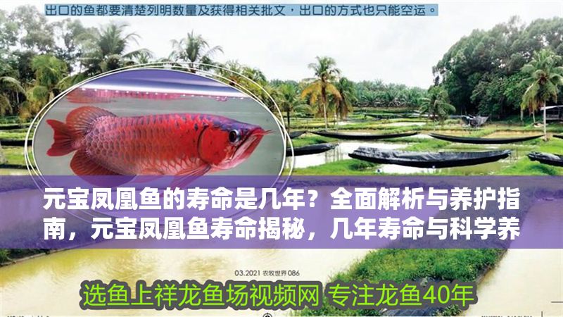 元寶鳳凰魚的壽命是幾年？全面解析與養護指南，元寶鳳凰魚壽命揭秘，幾年壽命與科學養護全指南