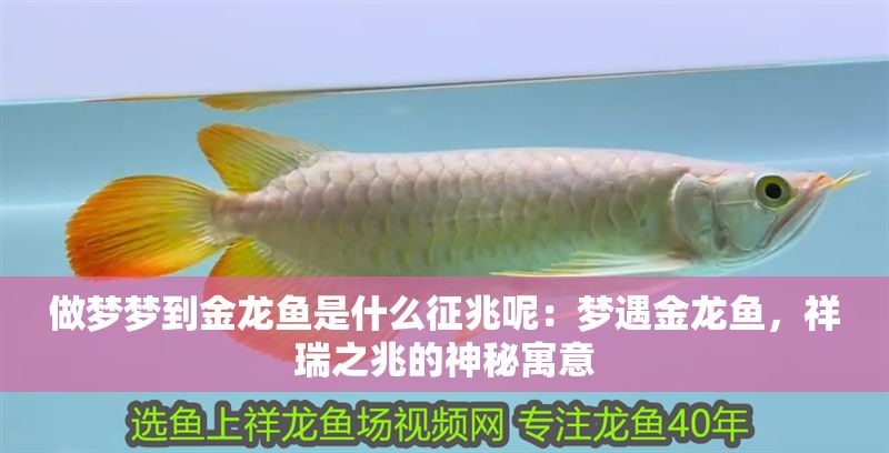 做夢夢到金龍魚是什么征兆呢：夢遇金龍魚，祥瑞之兆的神秘寓意
