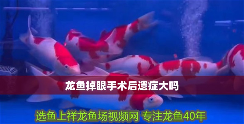 龍魚掉眼手術后遺癥大嗎