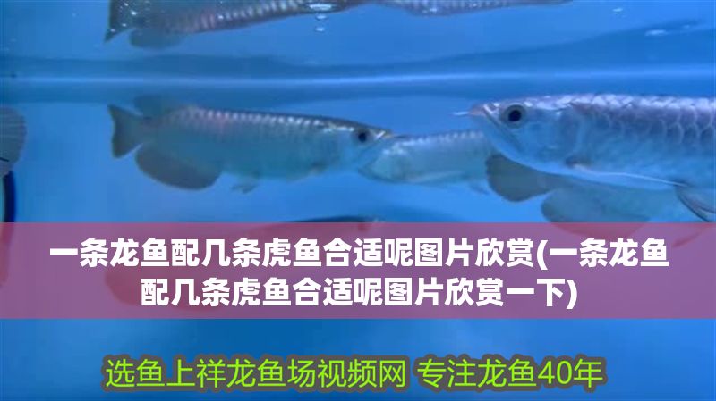 一條龍魚配幾條虎魚合適呢圖片欣賞(一條龍魚配幾條虎魚合適呢圖片欣賞一下)