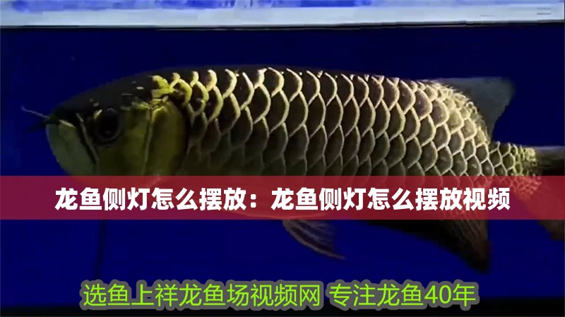 龍魚側燈怎么擺放：龍魚側燈怎么擺放視頻