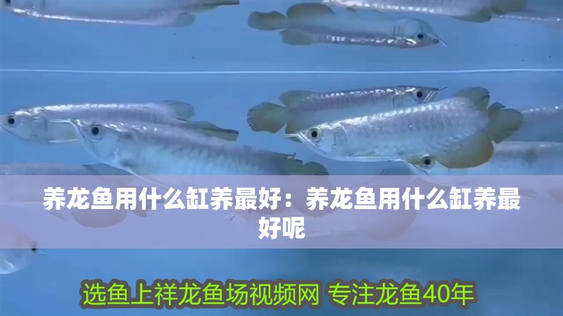 養龍魚用什么缸養最好：養龍魚用什么缸養最好呢