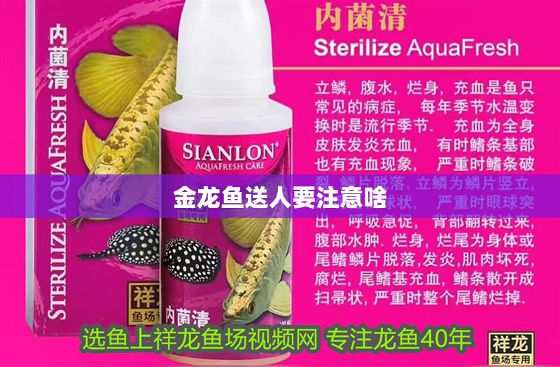 金龍魚送人要注意啥