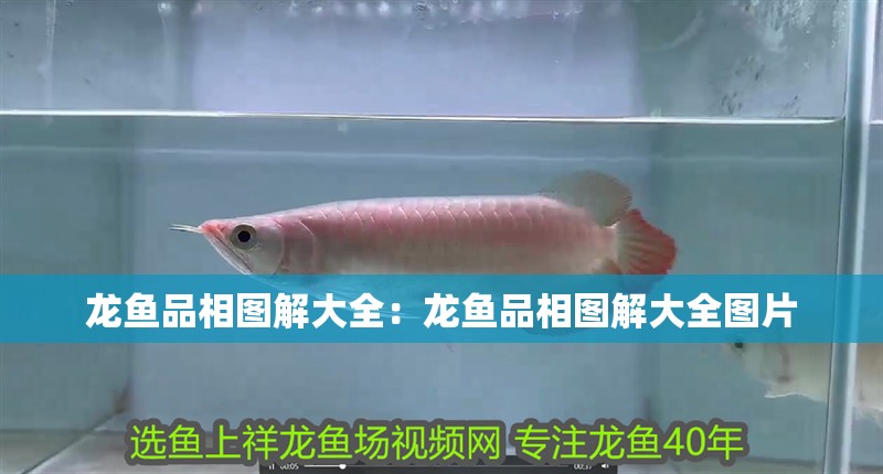 龍魚品相圖解大全：龍魚品相圖解大全圖片 龍魚品相圖解大全：龍魚品相圖解大全圖片 水族問答