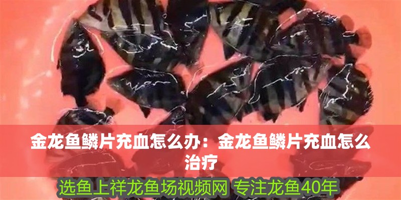魚缸過濾器選購(gòu)指南:自制魚缸過濾器魚缸上置過濾器對(duì)于養(yǎng)魚愛好者的必備知識(shí) 金龍魚鱗片充血怎么辦:金龍魚鱗片充血怎么治療 水族問答 金龍魚鱗片充血怎么辦:金龍魚鱗片充血怎么治療 金龍魚鱗片充血怎么辦:金龍魚鱗片充血怎么治療 水族問答