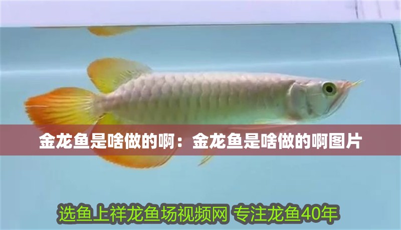 金龍魚是啥做的啊：金龍魚是啥做的啊圖片
