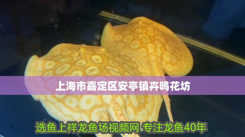 上海市嘉定區安亭鎮卉鳴花坊