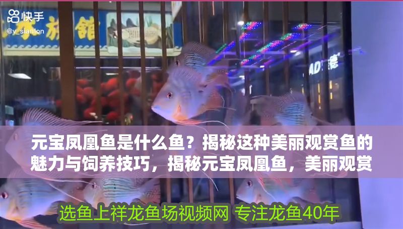 元寶鳳凰魚是什么魚？揭秘這種美麗觀賞魚的魅力與飼養技巧，揭秘元寶鳳凰魚，美麗觀賞魚的魅力與飼養全攻略