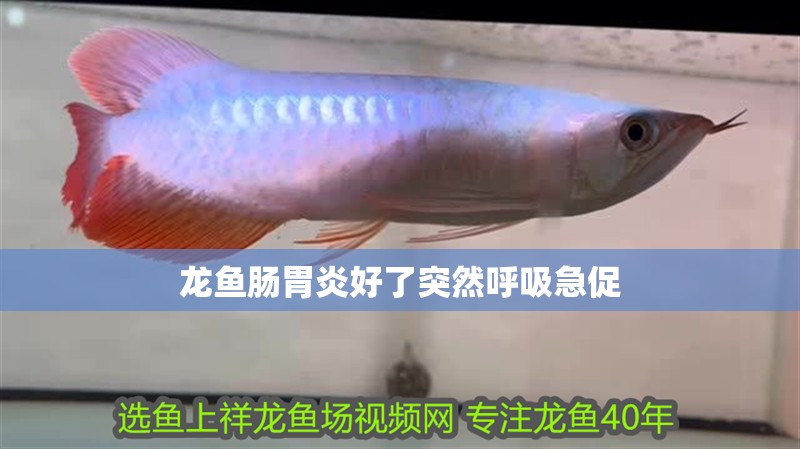 龍魚腸胃炎好了突然呼吸急促