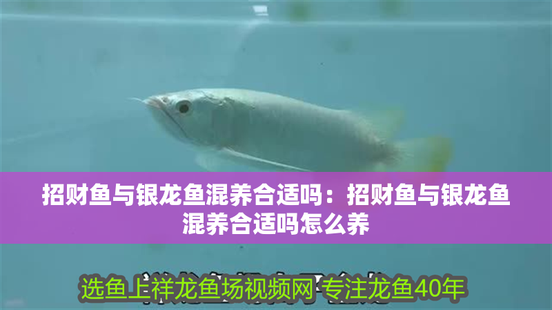 招財(cái)魚(yú)與銀龍魚(yú)混養(yǎng)合適嗎：招財(cái)魚(yú)與銀龍魚(yú)混養(yǎng)合適嗎怎么養(yǎng)