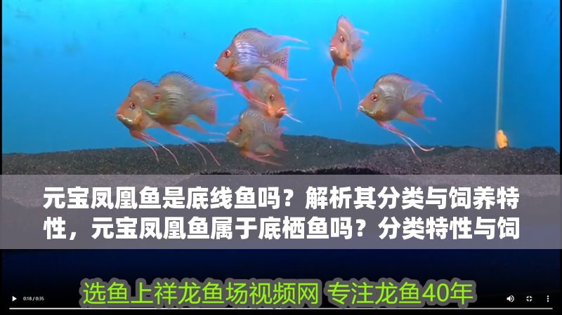 元寶鳳凰魚是底線魚嗎?解析其分類與飼養特性,元寶鳳凰魚屬于底棲魚嗎?分類特性與飼養要點解析 龍魚百科 第1張 元寶鳳凰魚是底線魚嗎?解析其分類與飼養特性,元寶鳳凰魚屬于底棲魚嗎?分類特性與飼養要點解析 元寶鳳凰魚是底線魚嗎?解析其分類與飼養特性,元寶鳳凰魚屬于底棲魚嗎?分類特性與飼養要點解析 龍魚百科 第1張
