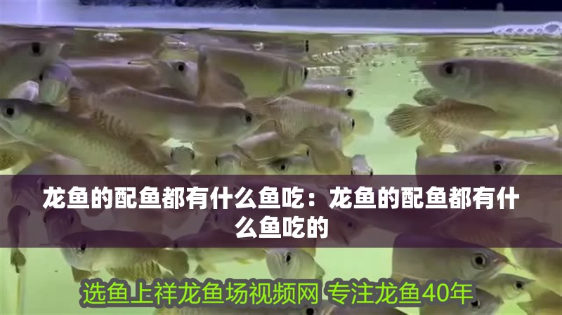 龍魚(yú)的配魚(yú)都有什么魚(yú)吃：龍魚(yú)的配魚(yú)都有什么魚(yú)吃的