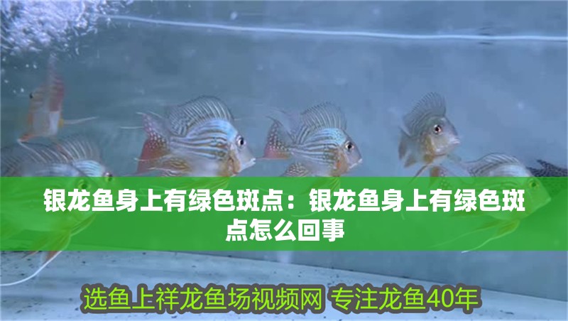 銀龍魚身上有綠色斑點:銀龍魚身上有綠色斑點怎么回事 水族問答 銀龍魚身上有綠色斑點:銀龍魚身上有綠色斑點怎么回事 銀龍魚身上有綠色斑點:銀龍魚身上有綠色斑點怎么回事 水族問答