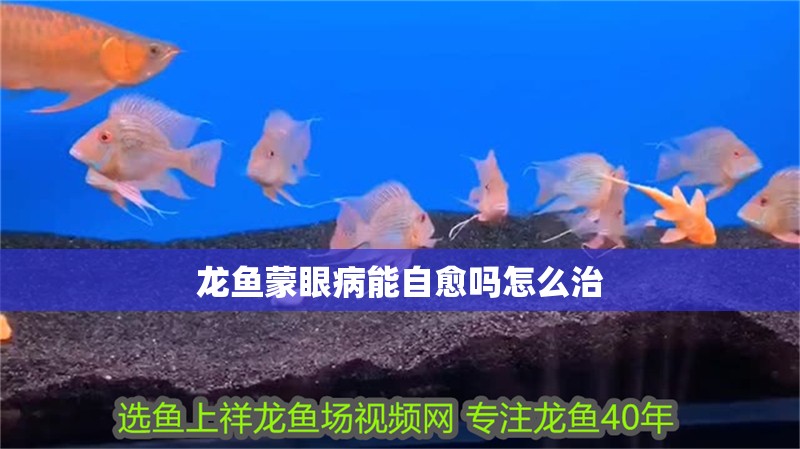 龍魚蒙眼病能自愈嗎怎么治